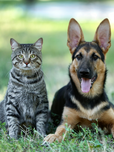 Pets & Animal Services
